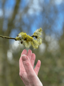 hand reaching up towards catkin on a tree